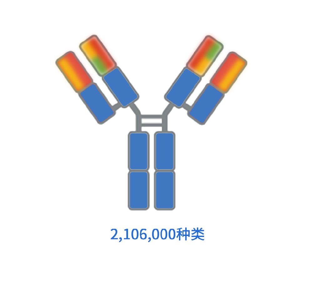 抗体的多样性